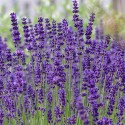 LAVANDULA angustifolia Hidcote Blue