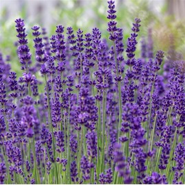 LAVANDULA angustifolia Hidcote Blue