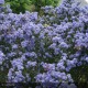 CEANOTHUS thyrsiflorus Skylark