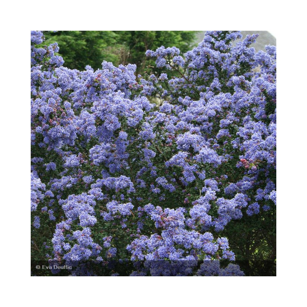 CEANOTHUS thyrsiflorus Skylark