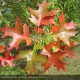 QUERCUS palustris