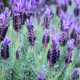 LAVANDULA stoechas Pedunculata