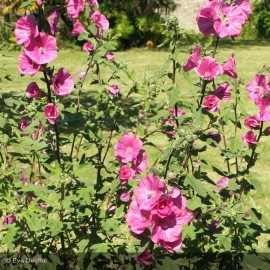 LAVATERA thuringiaca Bredon Springs