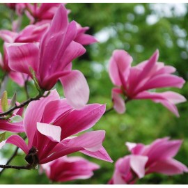 MAGNOLIA liliflora Susan