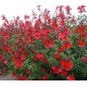 SALVIA greggi Royal Bumble