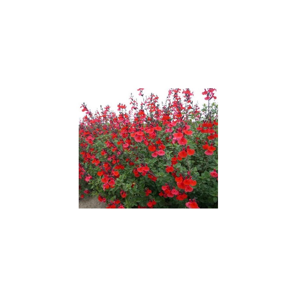 SALVIA greggi Royal Bumble