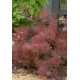 COTINUS x dummerii Grace