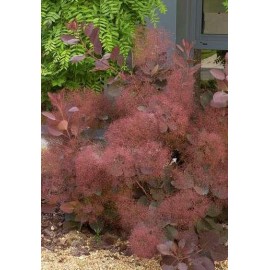 COTINUS x dummerii Grace