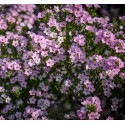 DIOSMA hirsuta Pink Fountain