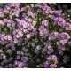 DIOSMA hirsuta Pink Fountain