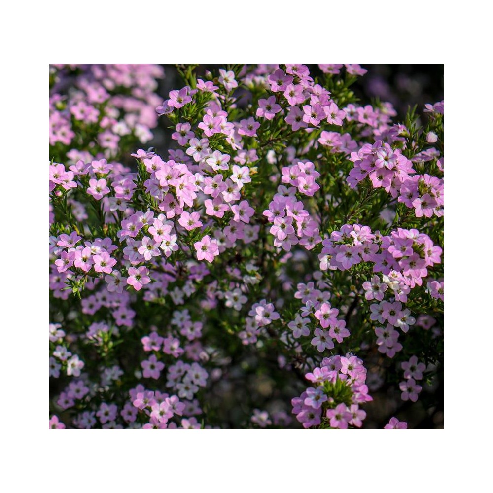 DIOSMA hirsuta Pink Fountain