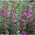 TEUCRIUM chamaedrys