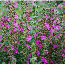 TEUCRIUM chamaedrys