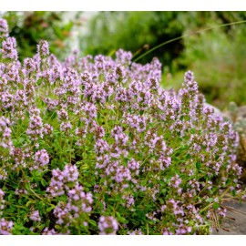 THYMUS vulgaris