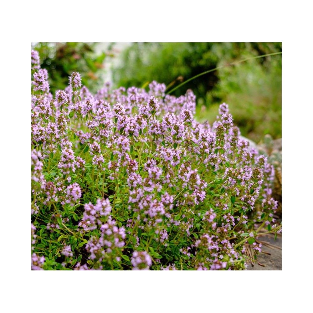 THYMUS vulgaris