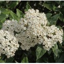 VIBURNUM tinus