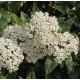 VIBURNUM tinus