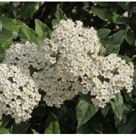 VIBURNUM tinus