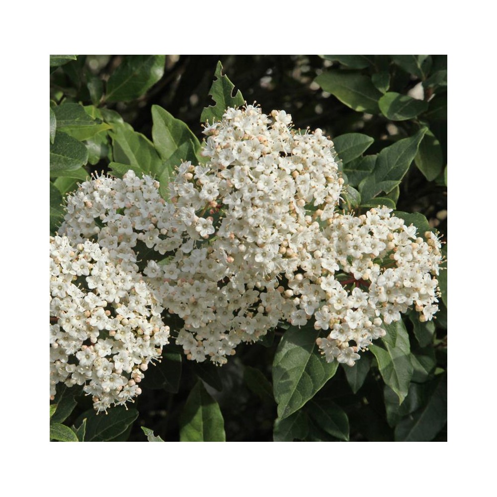 VIBURNUM tinus