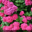 HYDRANGEA macrophylla