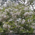 ROBINIA pseudoacacia