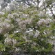 ROBINIA pseudoacacia