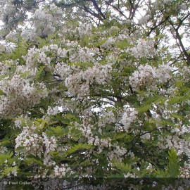 ROBINIA pseudoacacia