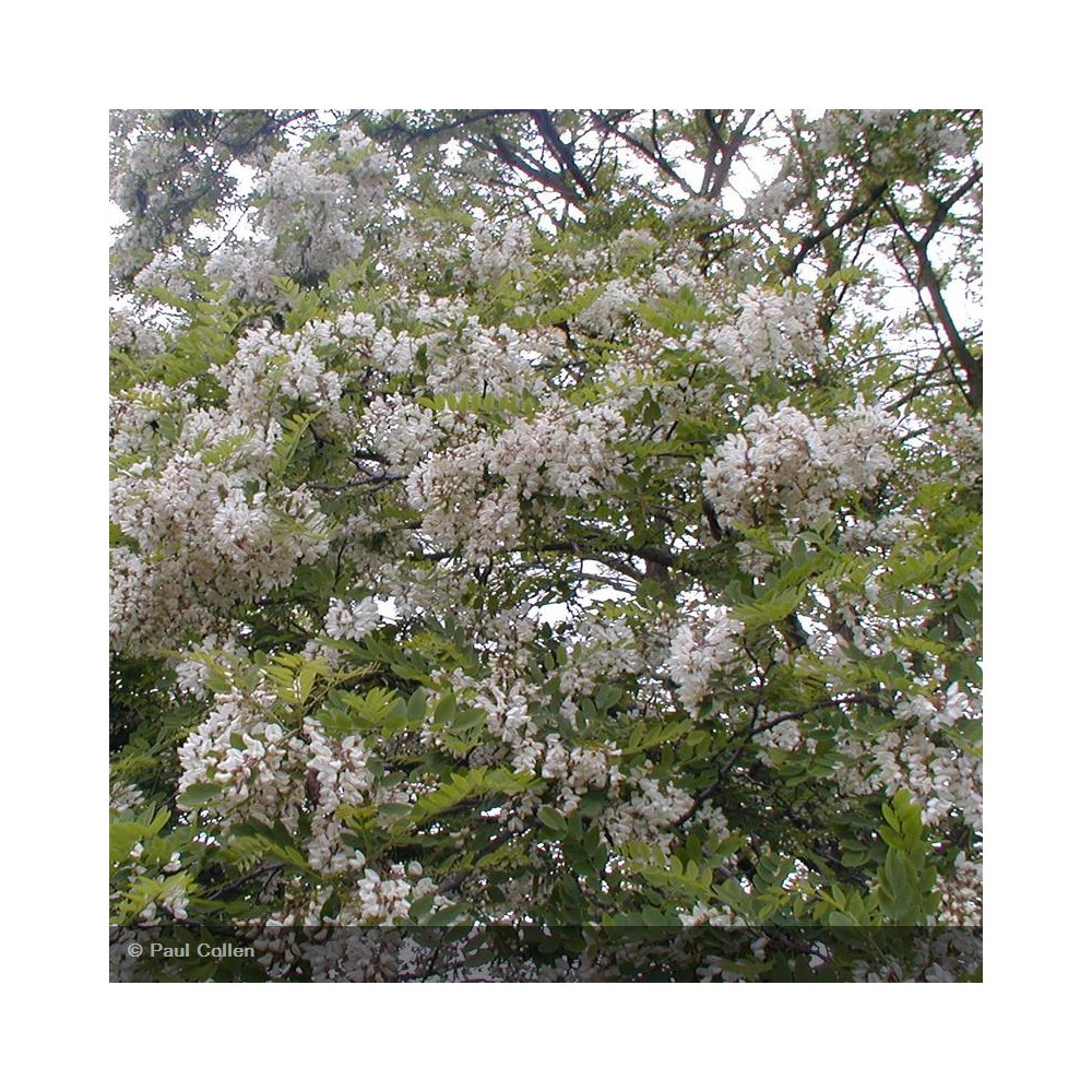 ROBINIA pseudoacacia