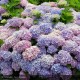 HYDRANGEA macrophylla