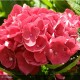 HYDRANGEA macrophylla