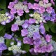 HYDRANGEA macrophylla