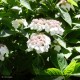 HYDRANGEA macrophylla