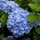 HYDRANGEA macrophylla