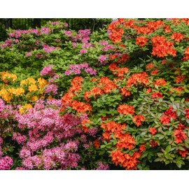 RHODODENDRON Hybride