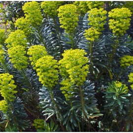 EUPHORBIA characias