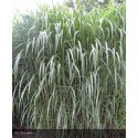 MISCANTHUS sinensis Giganteus