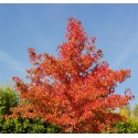 LIQUIDAMBAR styraciflua