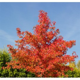 LIQUIDAMBAR styraciflua