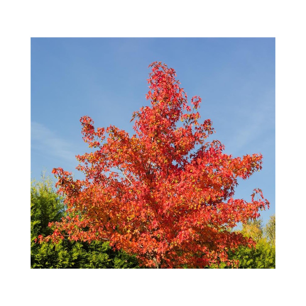 LIQUIDAMBAR styraciflua