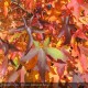 LIQUIDAMBAR styraciflua