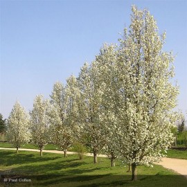PRUNUS padus Coloratus