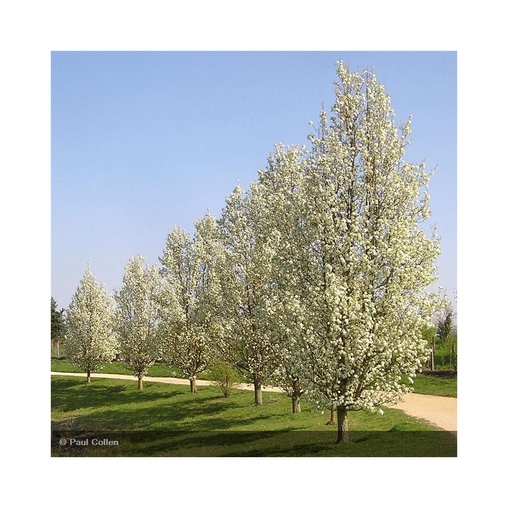 PRUNUS padus Coloratus