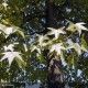 LIQUIDAMBAR styraciflua