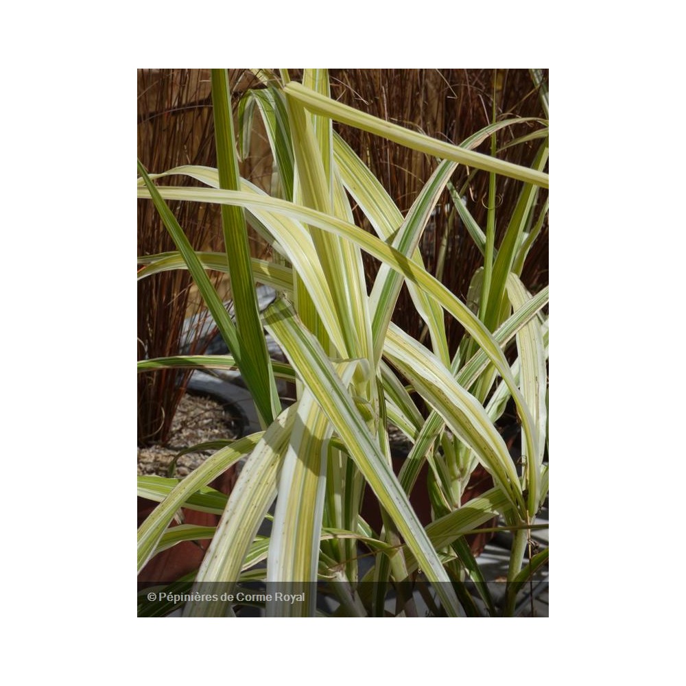 MISCANTHUS sinensis Cosmopolitan