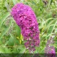 BUDDLEIA davidii Royal Red