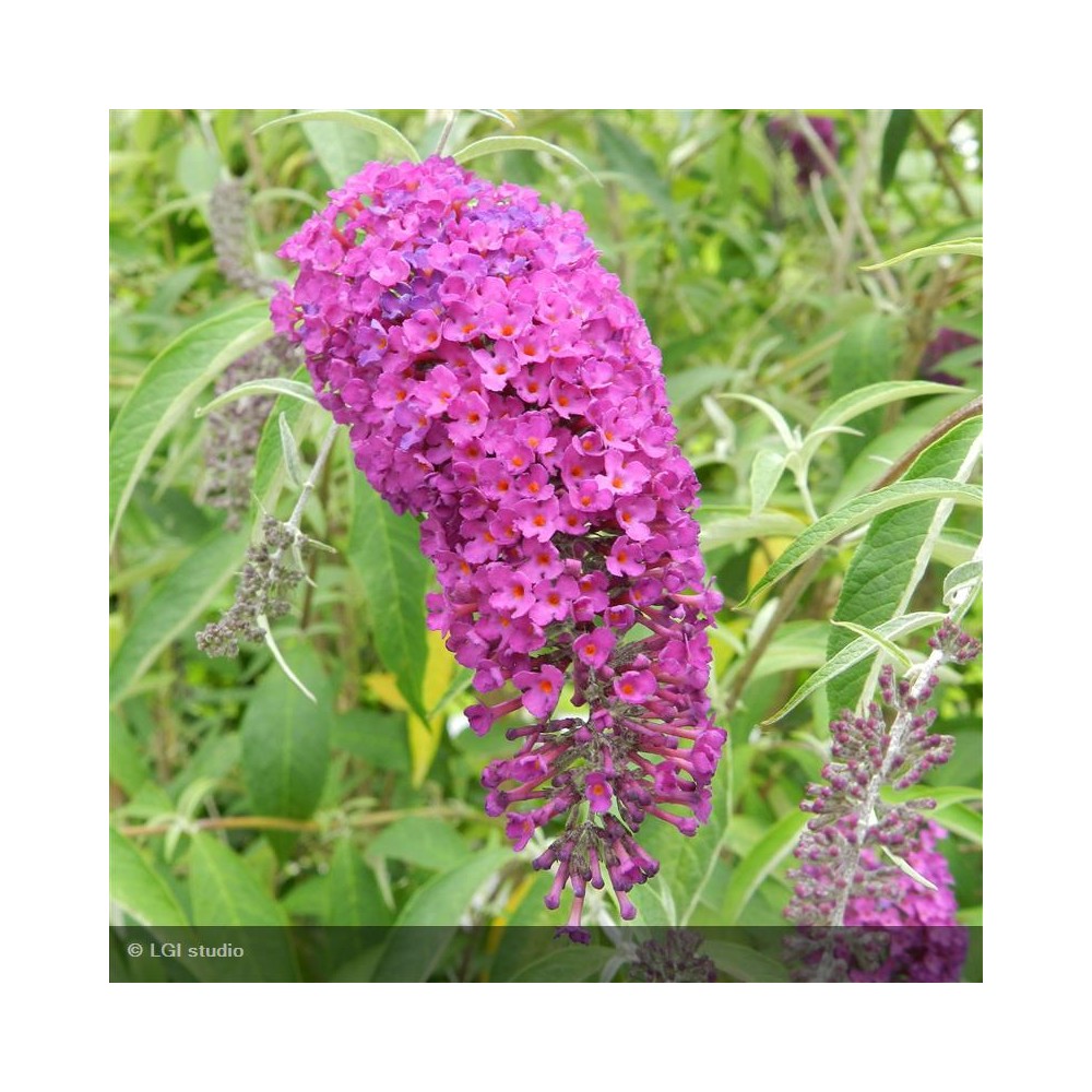 BUDDLEIA davidii Royal Red