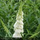 BUDDLEIA davidii White Profusion