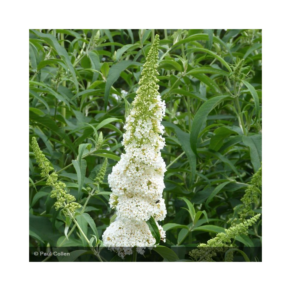 BUDDLEIA davidii White Profusion