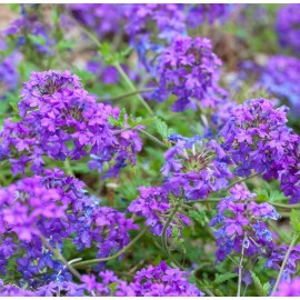 VERBENA canadensis Homestead Purple