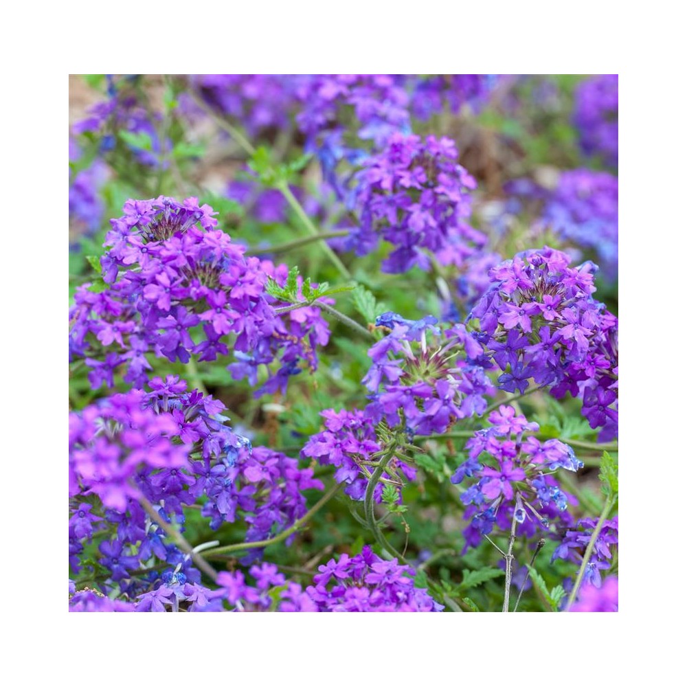 VERBENA canadensis Homestead Purple